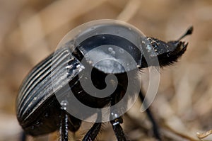 Earth-boring dung beetle.