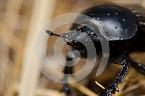 Earth-boring dung beetle.