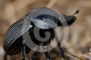 Earth-boring dung beetle.