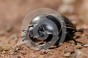 Earth-boring dung beetle.