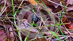 Earth boring dung beetle