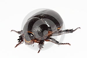 Earth-boring dung beetle