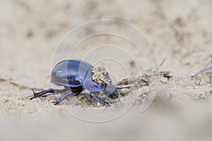 Earth-boring dung beetle - Trypocopris vernalis