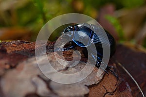 Earth-boring dung beetles