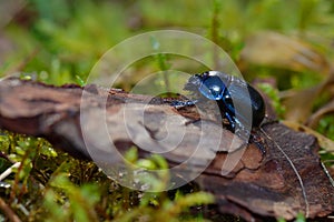 Earth-boring dung beetles