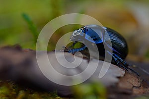 Earth-boring dung beetles