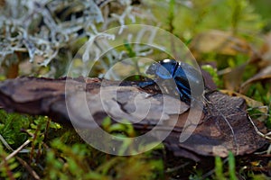 Earth-boring dung beetles