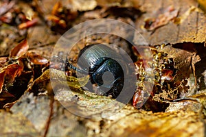 Earth boring dung beetles, Anoplotrupes stercorosus