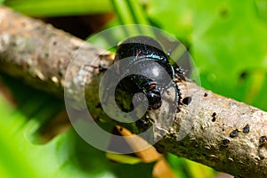 Earth boring dung beetles, Anoplotrupes stercorosus