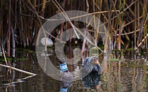 Earth Calling. Duckling in a river full of rubbish. Beer bottle and aluminum can.