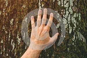 Earth day concept, closeup of male environmentalist hand gently touching the large tree trunk crust