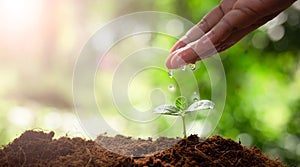 Earth day concept. Drop water on hand for growing tree. Global warming concept.