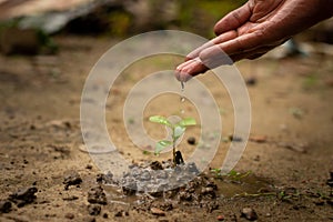 Earth day concept. Drop water on hand for growing tree. Protect the environment