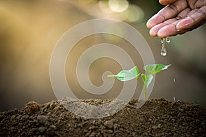 Earth day concept. Drop water on hand for growing tree. Protect the environment. Renewable energy for future. Global warming conce