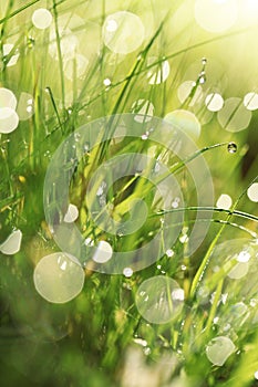 Earth Day. Ecological . Grass stems with water drops .spring grass background. bright green grass with water drops