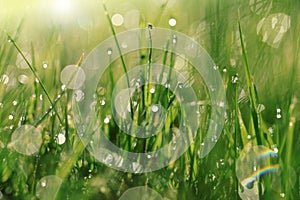 Earth Day. Ecological . Grass with water drops in the sun.spring grass background. bright green grass with water drops