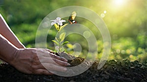 Earth Day and Environment, Hands of farmer growing nurturing tree of flower growing on soil and and butterfly in morning. Ecology