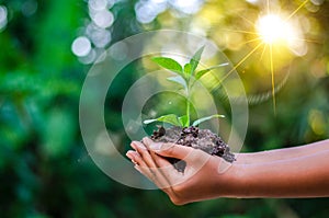 Earth Day In the hands of trees growing seedlings. Bokeh green Background Female hand holding tree on nature field grass Forest co photo