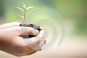 Earth Day In the hands of trees growing seedlings. Female hand holding tree on nature field grass. Bokeh green Background.