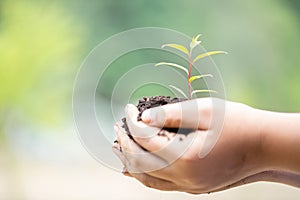 Earth Day In the hands of trees growing seedlings. Female hand holding tree on nature field grass. Bokeh green Background.