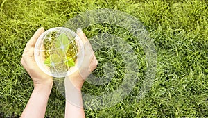 La tierra en manos de árboles creciente plántulas. ahorrar a innovaciones posesión pequeno planta o un árbol pequeno arbol Ellos son 