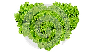 Earth day, Heart symbol in green leaves on isolated