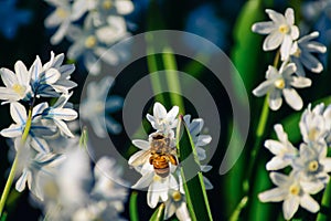 Earth dayDreamlike closeup of honey bee in a field of bluebell Siberian squill flower field