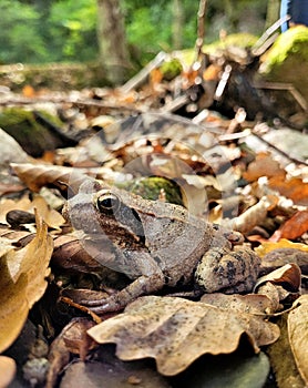 an earth frog hides in the foliage