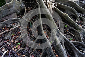 Earth full of big roots of a natural plant. Amazing centenarian tree with large trunk and big roots above the ground. View of the