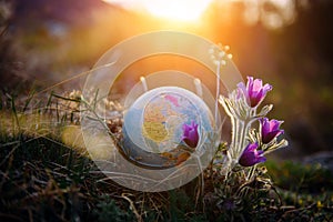 Earth globe in the grass next to a beautiful purple flowers close up. Awakening of the planet and the first spring flowers.