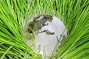 Earth in green grass