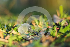 Earth on green grass on sunlight, Love and Save the World for the Next Generation concept, Earth day concept