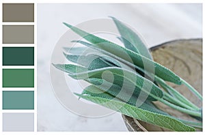 Earth and greenery color palette swatches of complementary tones. Fresh sage leaves in coconut bowl on white gray stone background