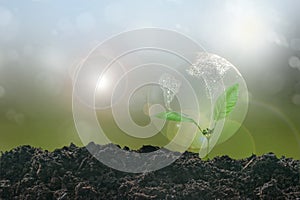 Earth plant seedling