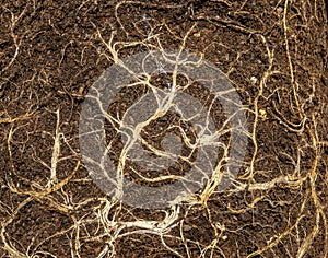 Earth from pots with bare dried roots of seedlings texture background, Dry root tangle or root system of garden plants, macro