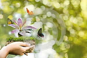 Earth protection day in the hands of trees that grow seedlings and butterflies Green background, bokeh, mobile, tree on grassland,