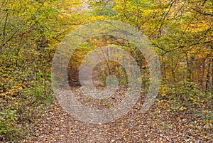 Earth road in Crimean forest