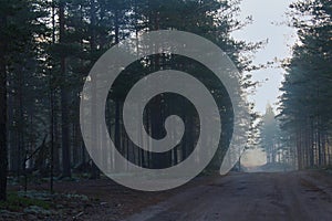 Earth road in the forest