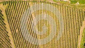 Earth`s line. A drone vertical perspective of the vineyards. Agricultural fields