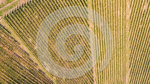 Earth`s line. A drone vertical perspective of the vineyards. Agricultural fields