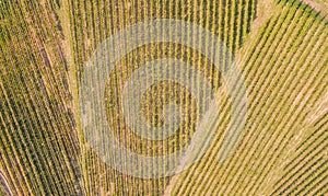 Earth`s line. A drone vertical perspective of the vineyards. Agricultural fields