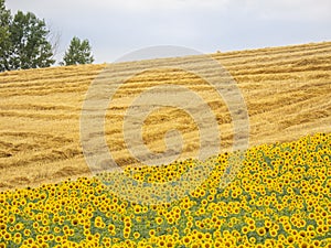 Earth`s line. A perspective of the ground`s colors and shapes. Fields of sunflowers and hay. Tuscany. Italy