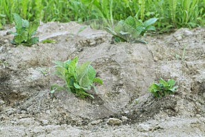 Earth up potato plants