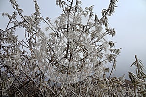Frost-covered trees, bushes, grasses with coming frost photo