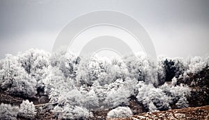 Frost-covered trees, bushes, grasses with coming frost photo
