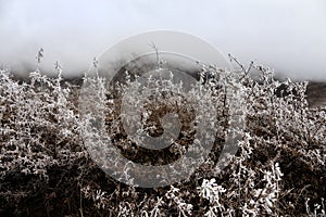 Frost-covered trees, bushes, grasses with coming frost photo