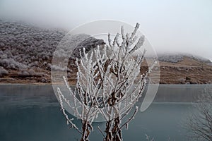 Frost-covered trees, bushes, grasses with coming frost photo