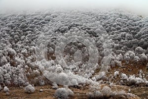 Frost-covered trees, bushes, grasses with coming frost photo