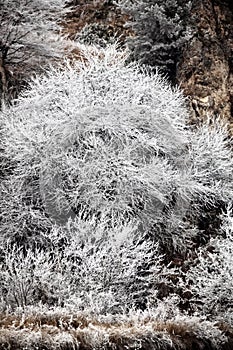 Frost-covered trees, bushes, grasses with coming frost photo