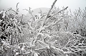Frost-covered trees, bushes, grasses with coming frost photo